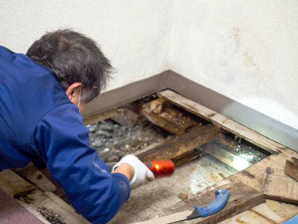 Best Residential Mold Removal  in Hanover Park, IL
