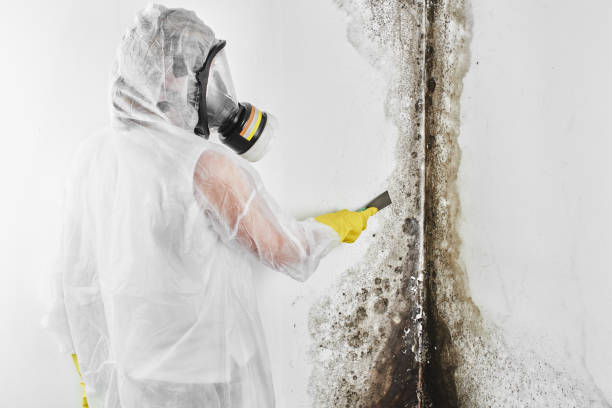Mold Removal and Inspection in Hanover Park, IL
