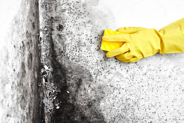 Best Mold Remediation  in Hanover Park, IL