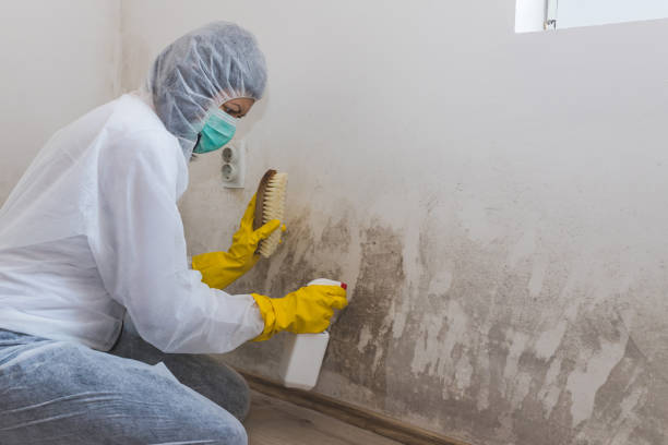Best Best Mold Removal Companies  in Hanover Park, IL
