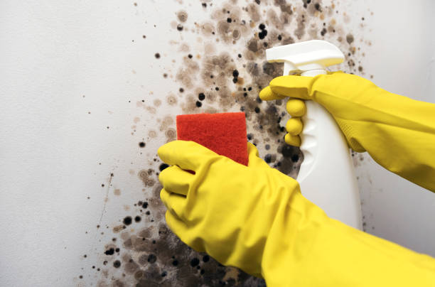 Best Local Mold Removal Service  in Hanover Park, IL
