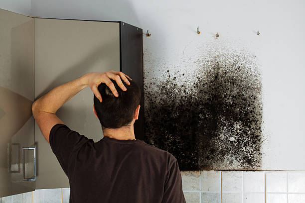 Best Office Mold Removal Services  in Hanover Park, IL