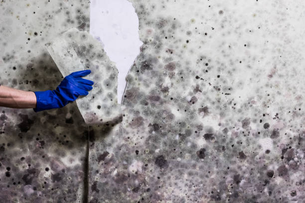 Best Crawl Space Mold Removal  in Hanover Park, IL