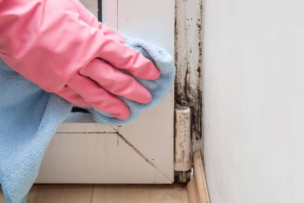 Best Attic Mold Removal  in Hanover Park, IL