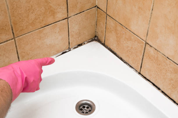 Best Professional Mold Removal  in Hanover Park, IL